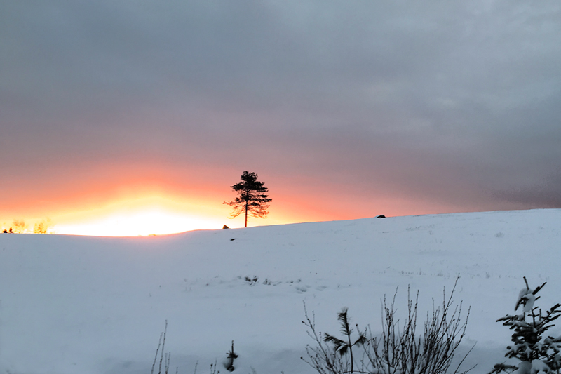 Sunrise over a Solitary Tree