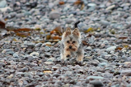 Gidget the Schnorkie at Jasper Beach