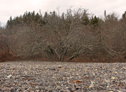 winter weary tree at Jasper Beach