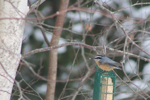 nuthatch-suet