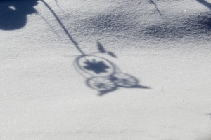 an owl in the snow