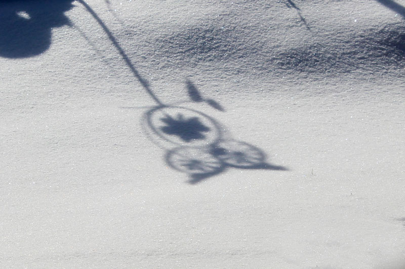 An Owl in the Snow