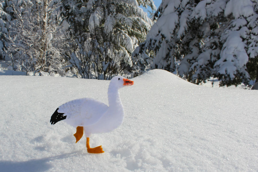 Snow Goose on a Snow Day