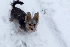 Gidget on a Snowy Day