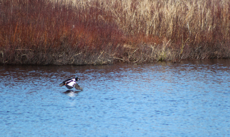 Goldeneye in Flight