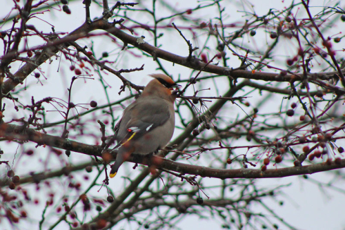 cedar_waxwing_3069