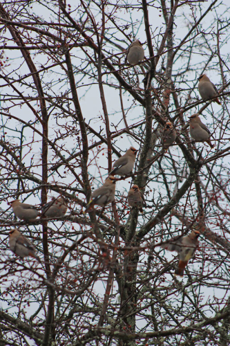 cedar_waxwing_3071