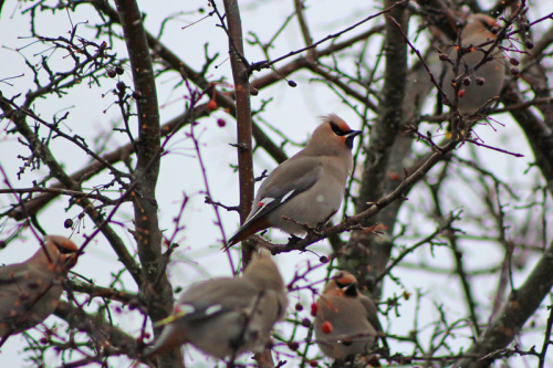 cedar_waxwing_3077