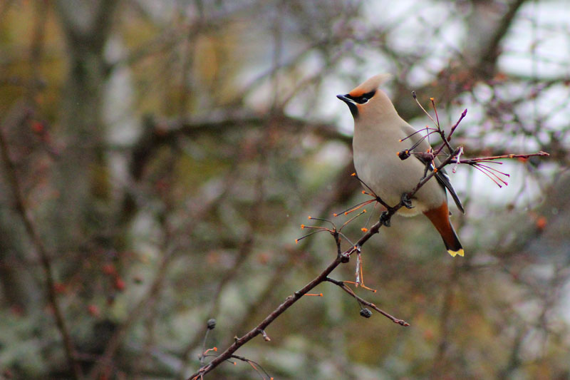 A Museum of Cedar Waxwings