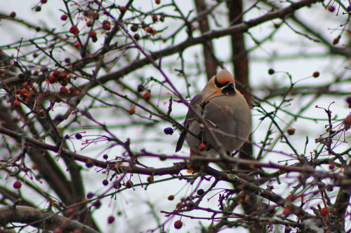 cedar_waxwing_3114