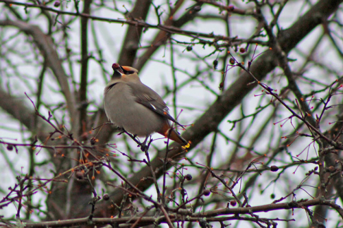 cedar_waxwing_3124