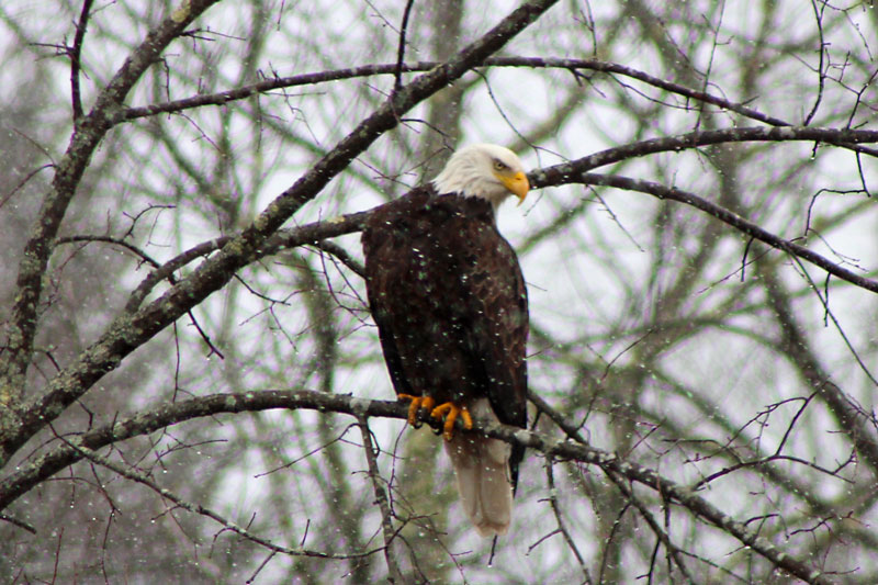 Bald Eagle