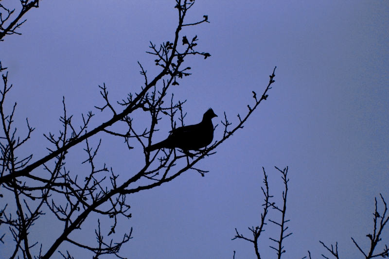 Early Morning Ruffed Grouse