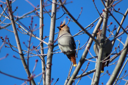 bohemian-waxwing