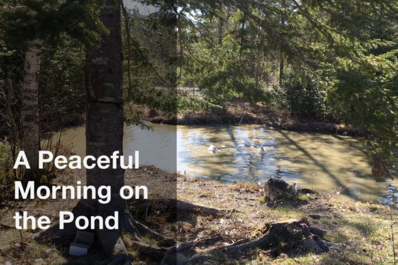 A Peaceful Morning on the Pond