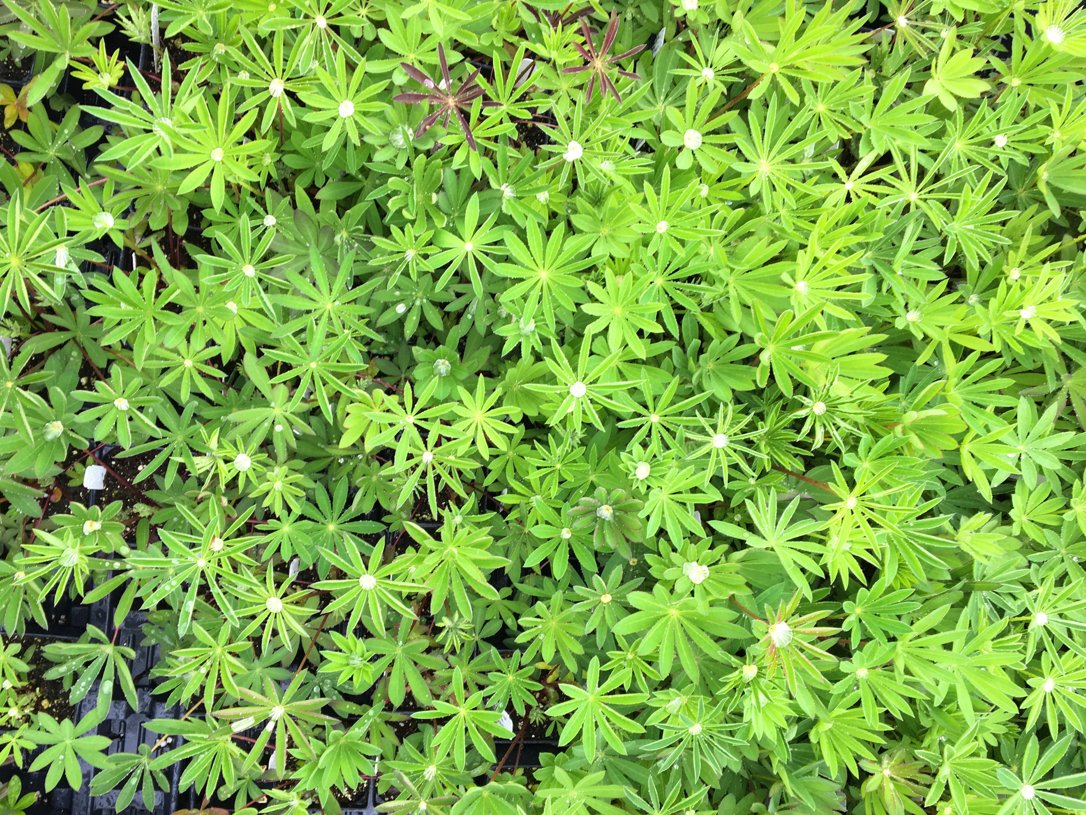 Lupine Leaf Patterns