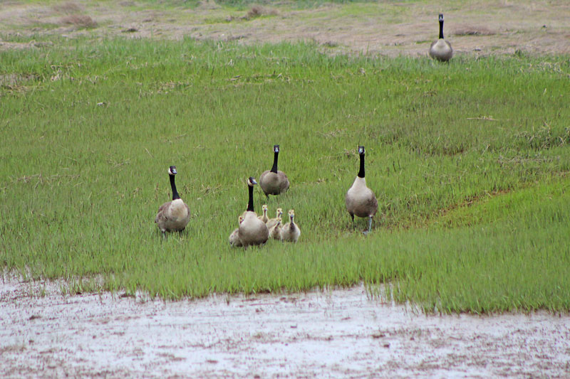 Goslings on the River