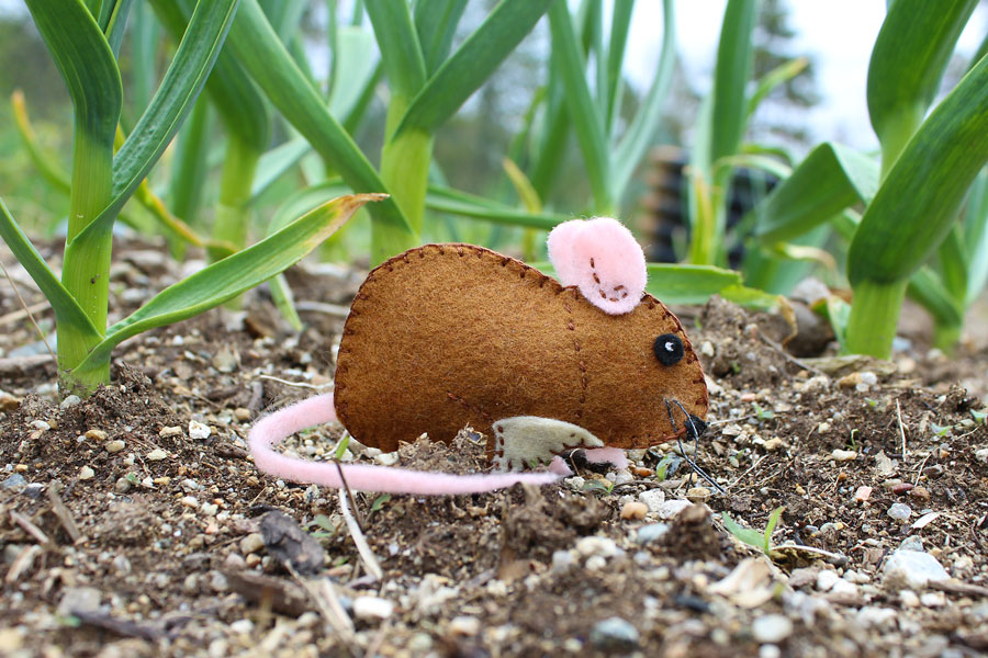 The Gentle Garden Mouse