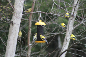 goldfinch