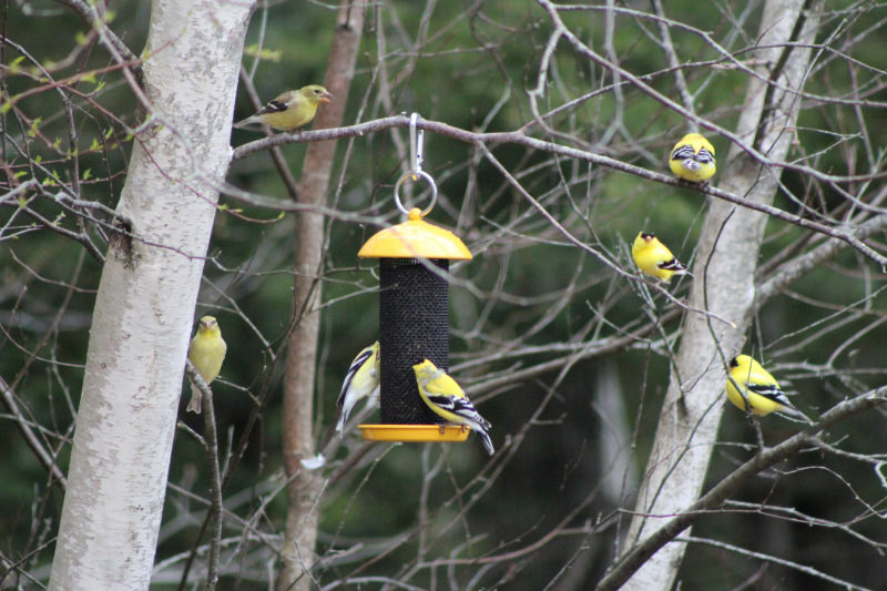 New Goldfinch Feeder