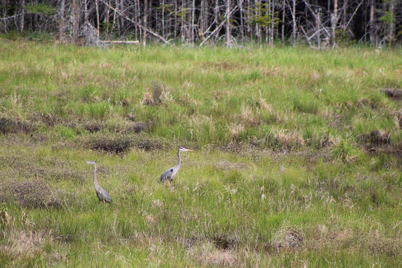 Herons on the Marsh