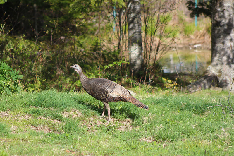 When Turkeys Fly!