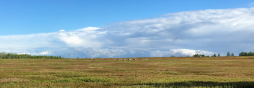 june blueberry barrens