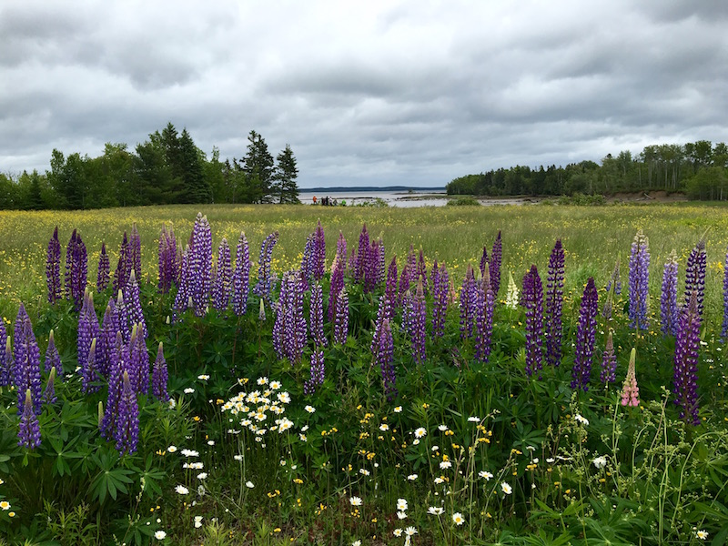 More Lupines