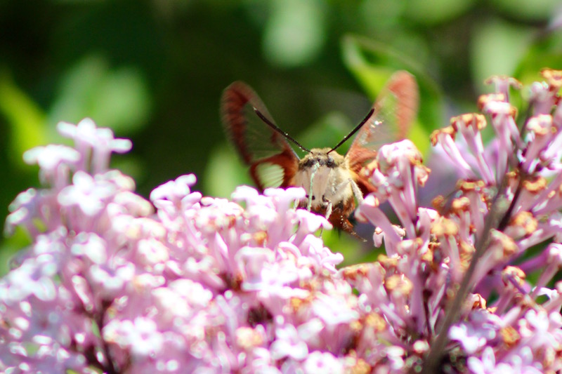 In The Garden Today | Downeast Thunder Farm