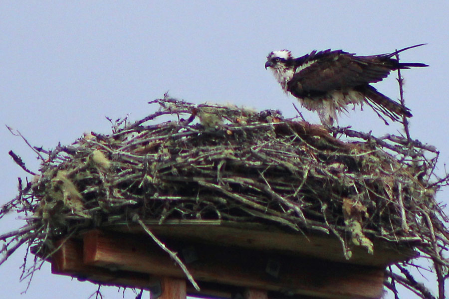 Osprey Sighting