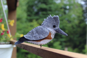 belted kingfisher pattery