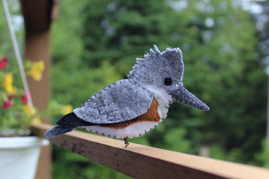 The Energetic Belted Kingfisher