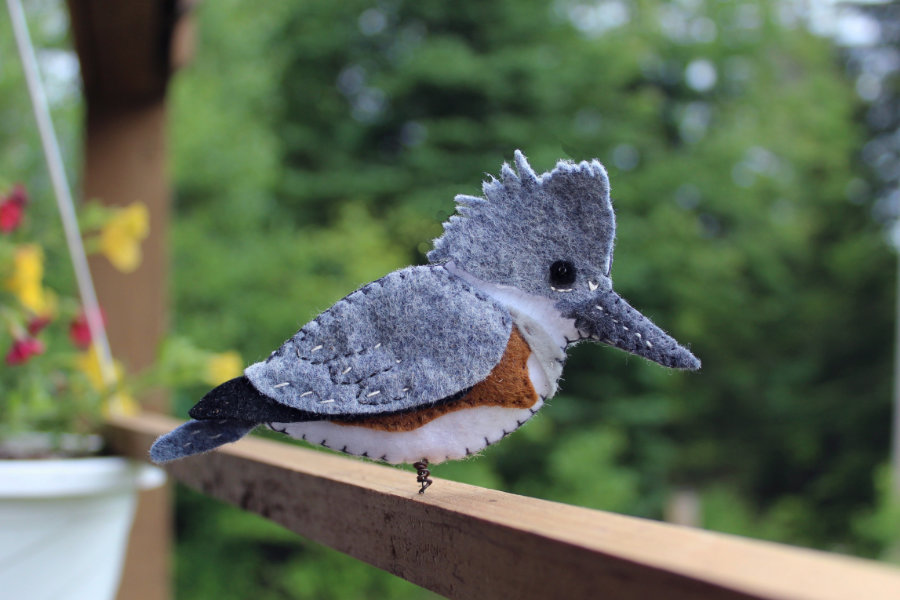 The Energetic Belted Kingfisher