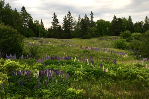 early-morning-lupins