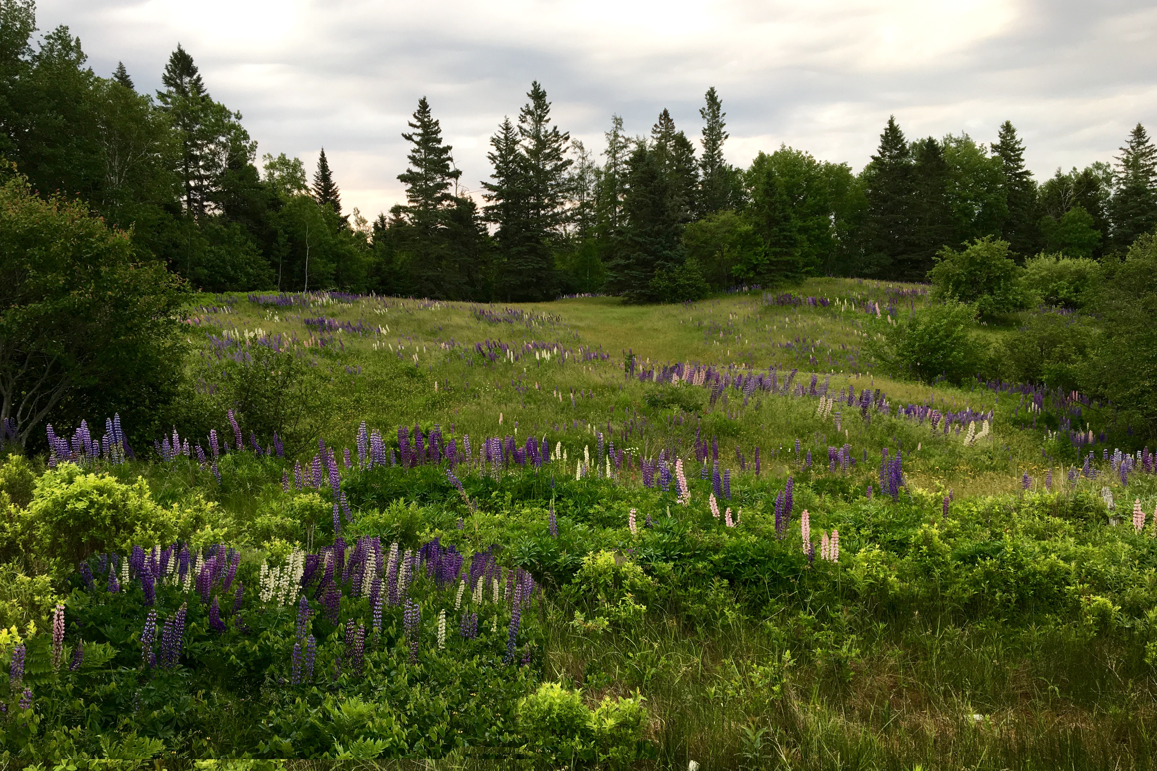 Early Morning Lupines