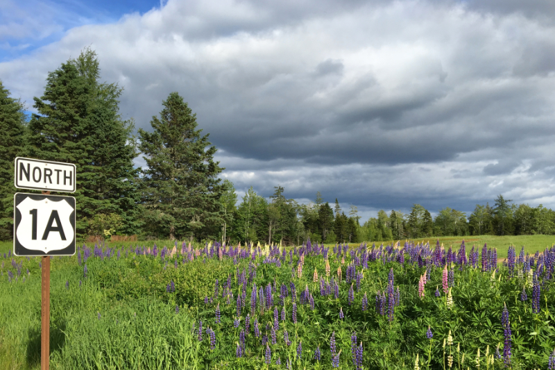 Lovely Lupines