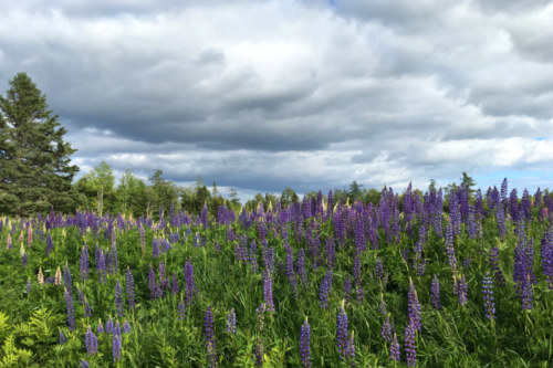 lupins1