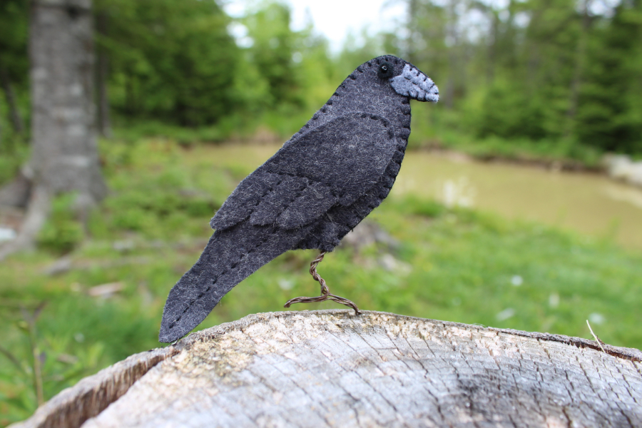 The Common Raven