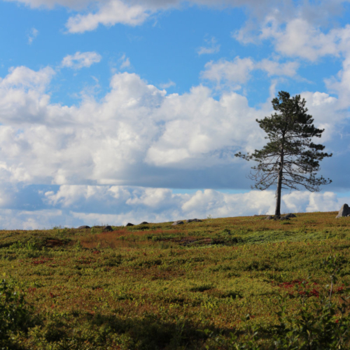 solitary-tree-web