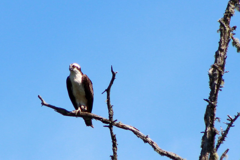 Osprey Family | Downeast Thunder Farm