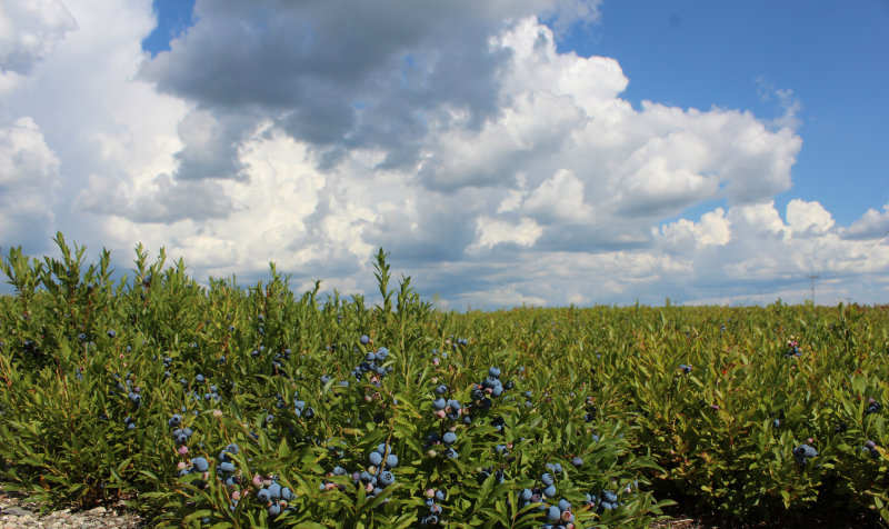 Panoramic Blueberry Barrens