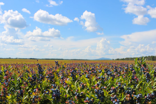 Wumans berries deblois maine