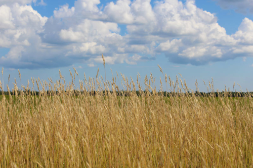 wymans blueberry barrens