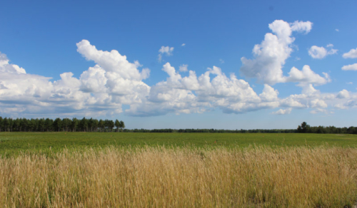 summer blueberry barrens