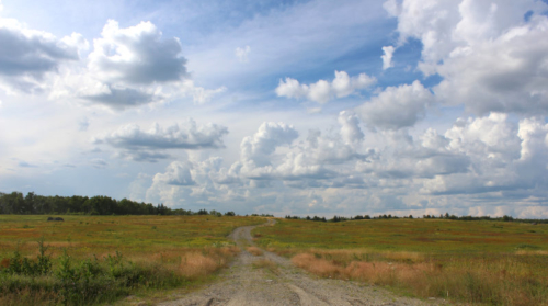 blueberry barrens columbia maine