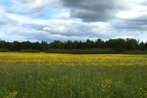 field of buttercups