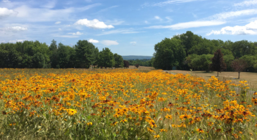 Berkshires through a field of gold wildflowers
