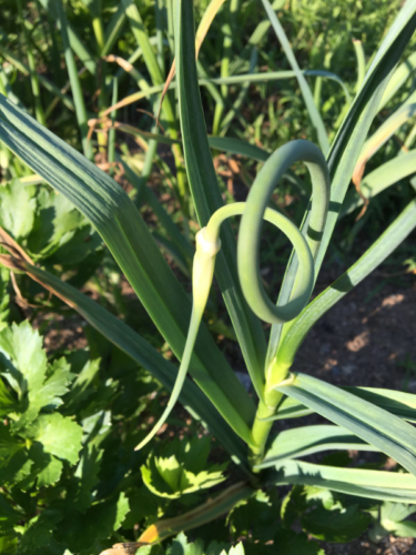 garlic flower