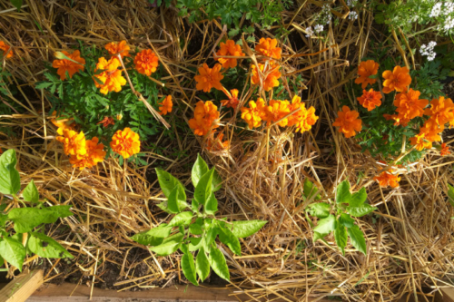 marigolds