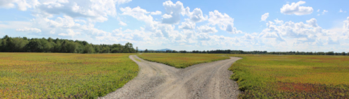 a fork in the road on the blueberry barrens
